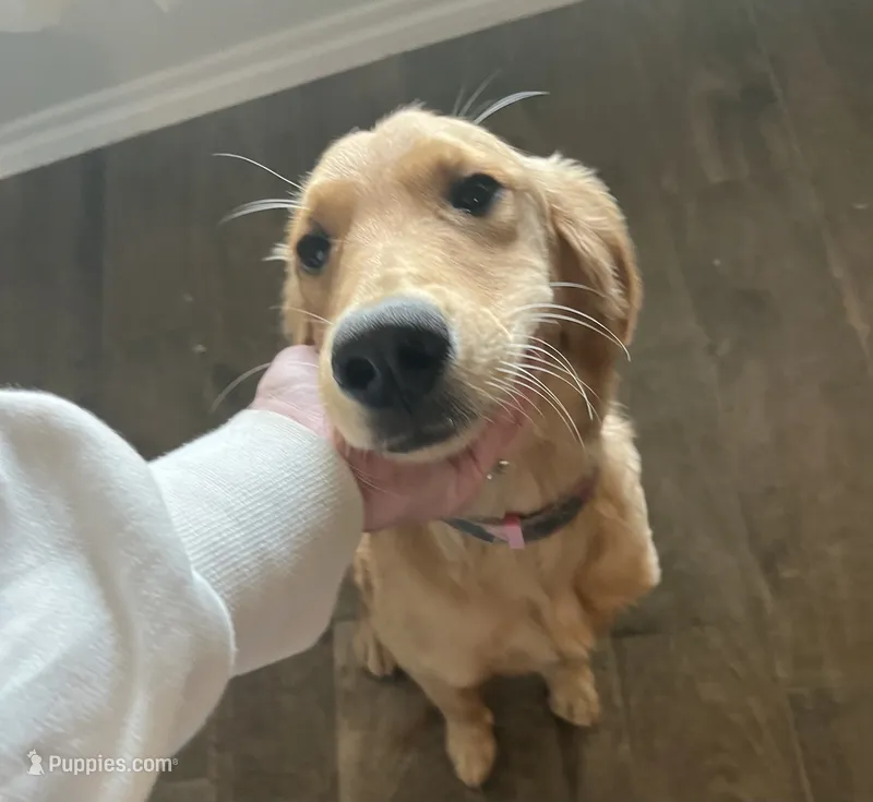AKC MARLEY-PUPPY SHOT COMPLETE-POTTY TRAINED-INTACT – Golden Retriever puppy for sale in Royse City, TX