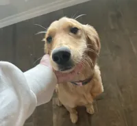 AKC MARLEY-PUPPY SHOT COMPLETE-POTTY TRAINED-INTACT, a female Golden Retriever for sale in Royse City, TX – 1 of 1