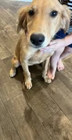 FULL AKC FEMALE-Ruth, a female Golden Retriever for sale in Dallas, TX – 2 of 4