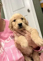 AKC MAGGIE, a female Golden Retriever for sale in Rockwall, TX – 2 of 3