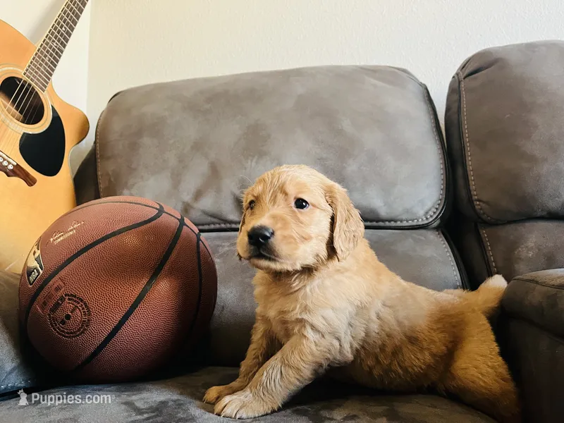 AKC CHARLIE, a male Golden Retriever for sale in Rockwall, TX – 1 of 6