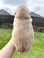 AKC EUROPEAN ENGLISH CREAM , a male English Cream Golden Retriever for sale in Rockwall, TX – Photo 3 of 4