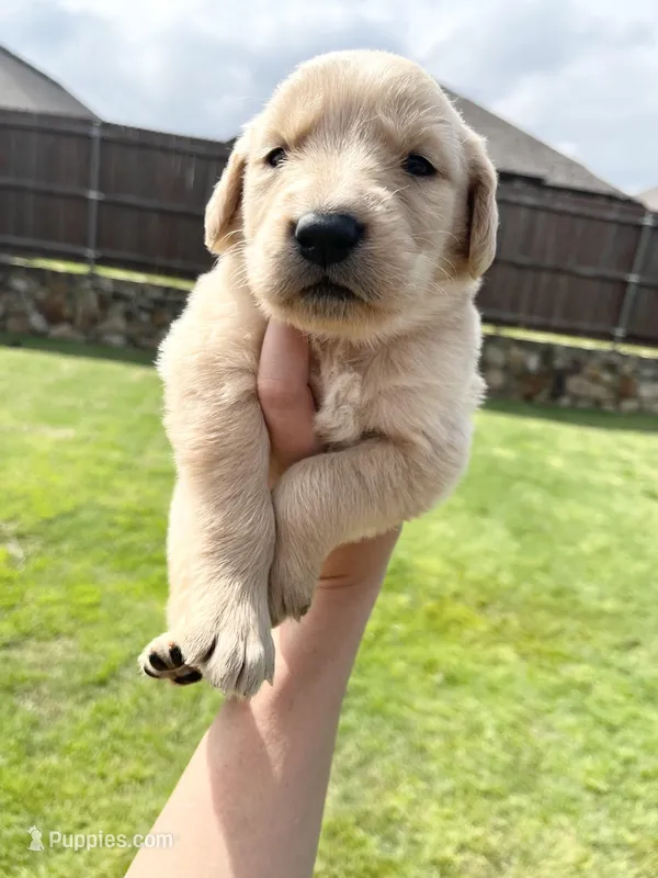 AKC EUROPEAN ENGLISH CREAM , a male English Cream Golden Retriever for sale in Rockwall, TX – Photo 1 of 4