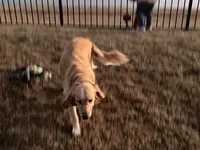 Rose-FULL AKC RIGHTS-HOUSEBROKEN-VACCINATED , a female Golden Retriever for sale in Dallas, TX – 2 of 3