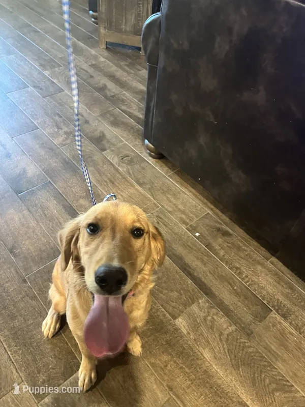 AKC FEMALE – Golden Retriever puppy for sale in Royse City, TX