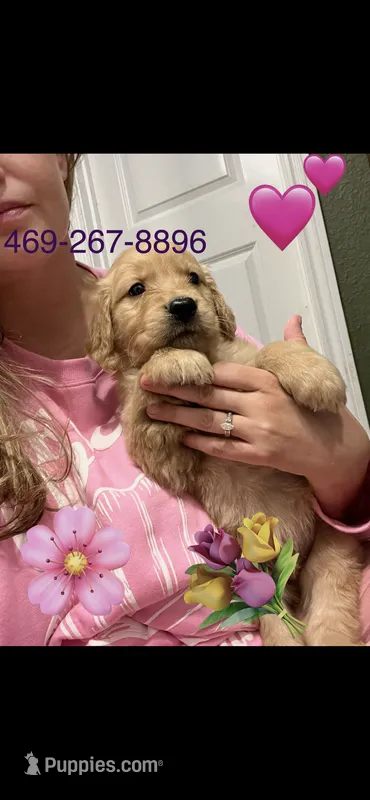 FULL AKC MAGGIE-PUPPY SHOT COMPLETE AND CRATE TRAINED  – Golden Retriever puppy for sale in Rockwall, TX