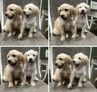 FULL AKC INTACT BELLA-GREAT MOTHER, a female Golden Retriever for sale in Rockwall, TX – Photo 10 of 10