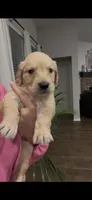 AKC EUROPEAN CREAM- MOLLY, a female English Cream Golden Retriever for sale in Rockwall, TX – Photo 2 of 2
