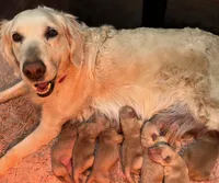 FULL AKC INTACT BELLA-GREAT MOTHER, a female Golden Retriever for sale in Rockwall, TX – Photo 4 of 10