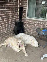 FULL AKC INTACT BELLA-GREAT MOTHER, a female Golden Retriever for sale in Rockwall, TX – Photo 3 of 10