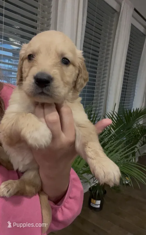 AKC EUROPEAN CREAM – Golden Retriever puppy for sale in Rockwall, TX