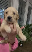 AKC EUROPEAN CREAM- MOLLY, a female English Cream Golden Retriever for sale in Rockwall, TX – Photo 1 of 2