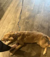 AKC FEMALE, a female Golden Retriever for sale in Royse City, TX – 5 of 10