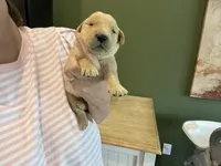 AKC GOLDILOCKS 469.267.8896, a female Golden Retriever for sale in Rockwall, TX – Photo 3 of 6