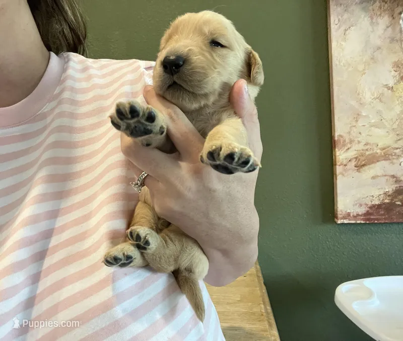 AKC GOLDILOCKS 469.267.8896 – Golden Retriever puppy for sale in Rockwall, TX