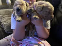 AKC GOLDILOCKS, a female Golden Retriever for sale in Rockwall, TX – Photo 2 of 4