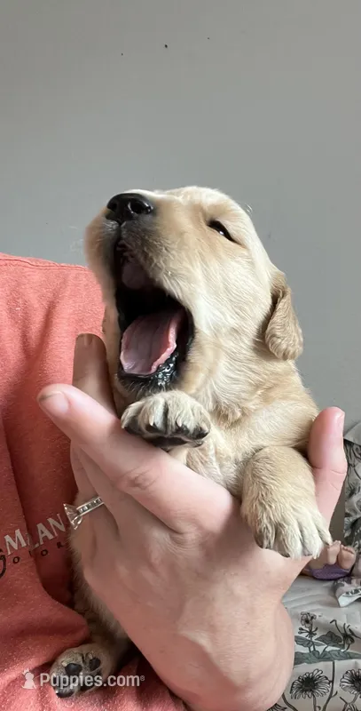 AKC GOLDILOCKS 469.267.8896 – Golden Retriever puppy for sale in Rockwall, TX