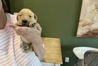 AKC GOLDILOCKS 469.267.8896, a female Golden Retriever for sale in Rockwall, TX – Photo 1 of 6