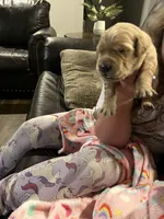 AKC GOLDILOCKS, a female Golden Retriever for sale in Rockwall, TX – Photo 1 of 4