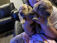 AKC GOLDILOCKS, a female Golden Retriever for sale in Rockwall, TX – Photo 3 of 4