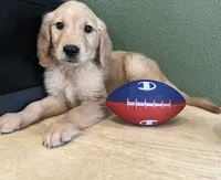 FULL AKC RILEY-CRATE TRAINED AND COMPLETELY VACCINATED , a male Golden Retriever for sale in Rockwall, TX – 2 of 2
