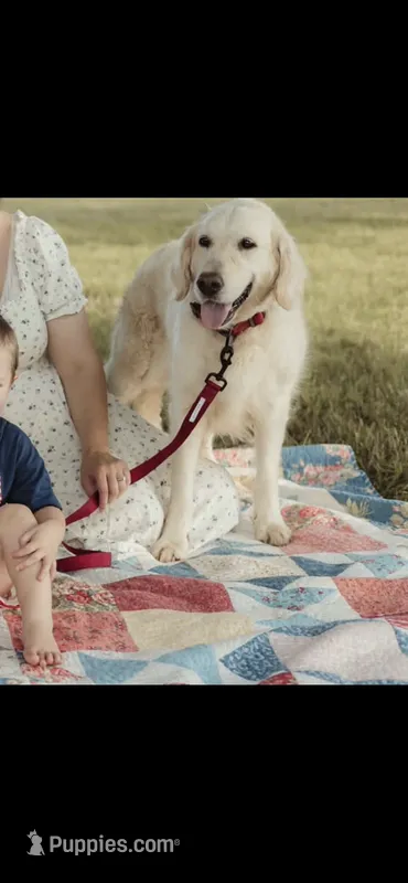 AKC BELLA – English Cream Golden Retriever puppy for sale in Royse City, TX