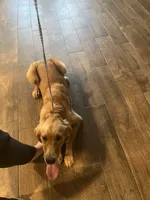 AKC FEMALE, a female Golden Retriever for sale in Royse City, TX – 2 of 10