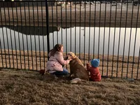 Rose-FULL AKC RIGHTS-HOUSEBROKEN-VACCINATED , a female Golden Retriever for sale in Dallas, TX – 3 of 3