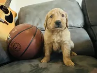 AKC CHARLIE, a male Golden Retriever for sale in Rockwall, TX – 4 of 6