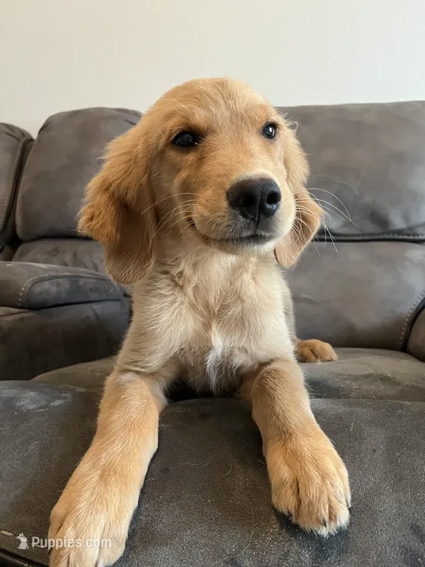 AKC MAX – Golden Retriever puppy for sale in Dallas, TX