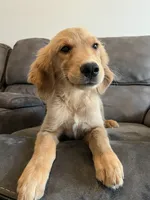 AKC MAX, a male Golden Retriever for sale in Dallas, TX – 1 of 1