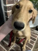 FULL AKC FEMALE-Rose, a female Golden Retriever for sale in Dallas, TX – 2 of 3