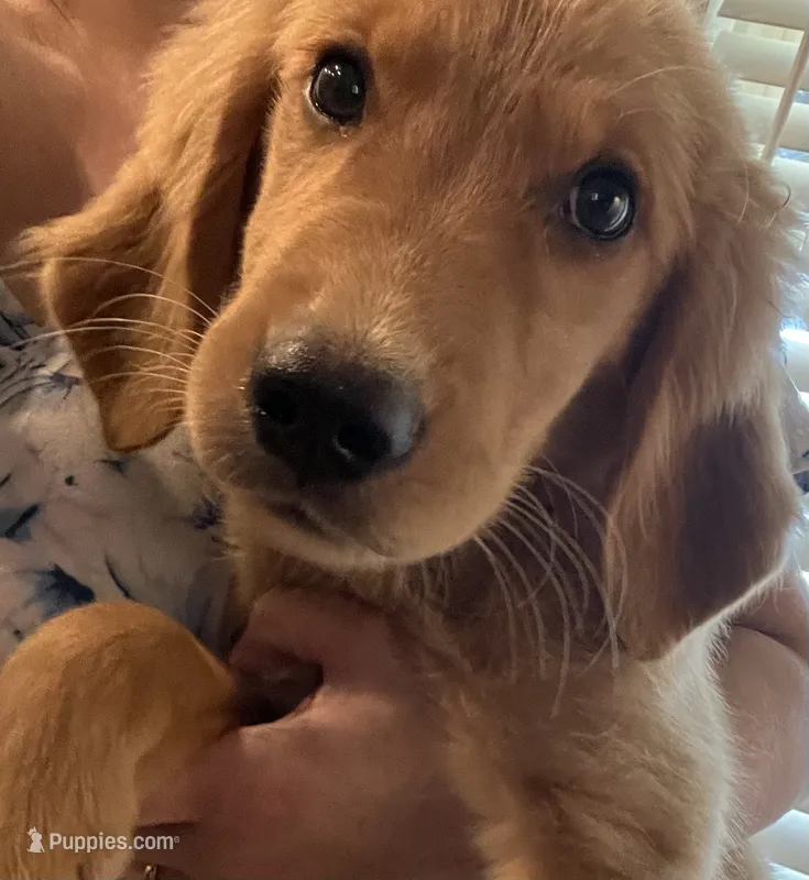 Riley – Golden Retriever puppy for sale in Dallas, TX