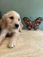 FULL AKC EMMA-PUPPY SHOTS COMPLETE-CRATE TRAINED, a female Golden Retriever for sale in Rockwall, TX – 2 of 3