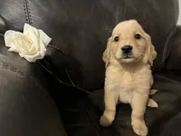 AKC ROSIE, a female Golden Retriever for sale in Rockwall, TX – 3 of 3