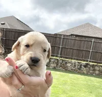 AKC EUROPEAN ENGLISH CREAM- GOOSE, a male English Cream Golden Retriever for sale in Rockwall, TX – 3 of 3