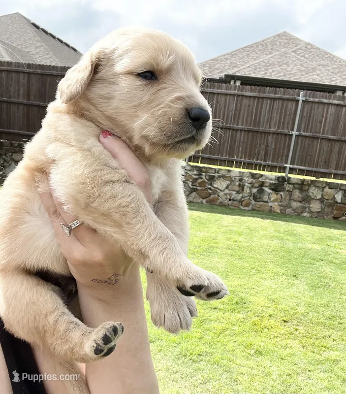 AKC EUROPEAN ENGLISH CREAM- GOOSE – English Cream Golden Retriever puppy for sale in Rockwall, TX