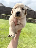 AKC EUROPEAN ENGLISH CREAM- GOOSE, a male English Cream Golden Retriever for sale in Rockwall, TX – 2 of 3