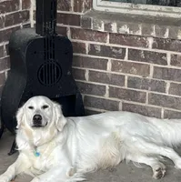 AKC EUROPEAN ENGLISH CREAM ELSA- INTACT , a female English Cream Golden Retriever for sale in Rockwall, TX – Photo 3 of 5