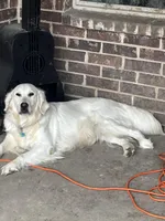 AKC EUROPEAN ENGLISH CREAM ELSA- INTACT , a female English Cream Golden Retriever for sale in Rockwall, TX – Photo 5 of 5