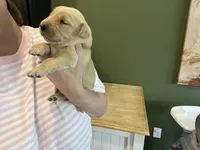 AKC MALE, a male Golden Retriever for sale in Rockwall, TX – Photo 2 of 5