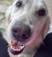 AKC EUROPEAN ENGLISH CREAM ELSA- INTACT , a female English Cream Golden Retriever for sale in Rockwall, TX – Photo 2 of 5