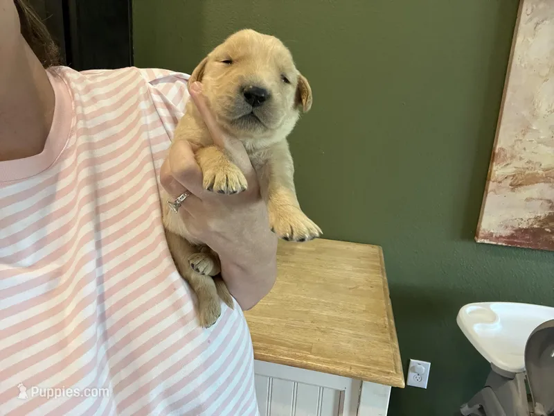 AKC MALE – Golden Retriever puppy for sale in Rockwall, TX