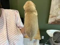 AKC MALE, a male Golden Retriever for sale in Rockwall, TX – Photo 4 of 5