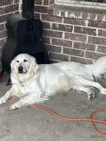 AKC EUROPEAN ENGLISH CREAM ELSA- INTACT , a female English Cream Golden Retriever for sale in Rockwall, TX – Photo 4 of 5