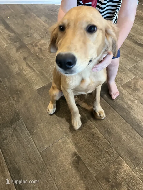 Akc female-full rights  – Golden Retriever puppy for sale in Dallas, TX