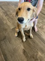 Akc female-full rights , a female Golden Retriever for sale in Dallas, TX – 1 of 1