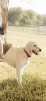 AKC BELLA, a female English Cream Golden Retriever for sale in Royse City, TX – 2 of 2