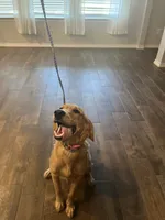 AKC FEMALE, a female Golden Retriever for sale in Royse City, TX – 4 of 10