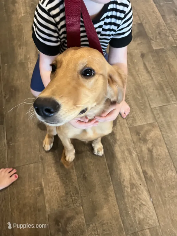 FULL AKC FEMALE-Ruth – Golden Retriever puppy for sale in Dallas, TX